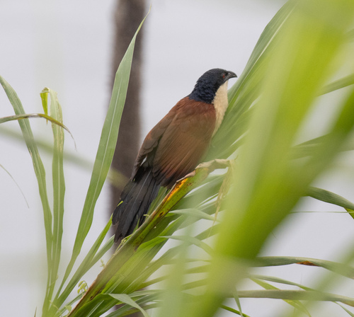 Blue-headed Coucal (Centropus monachus), photo 8