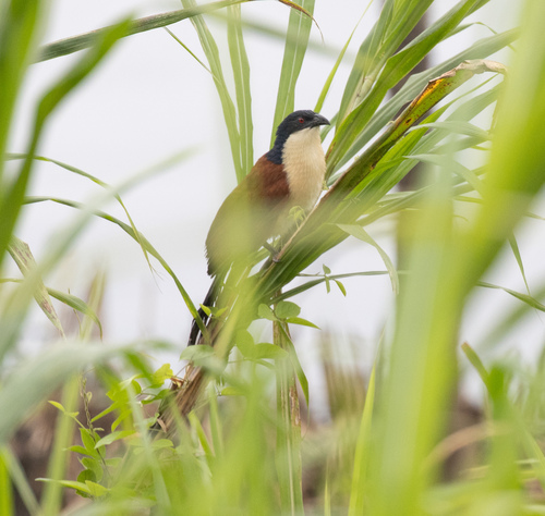 Blue-headed Coucal (Centropus monachus), photo 2