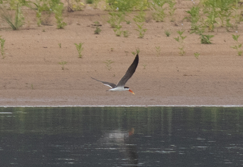 African Skimmer (Rynchops flavirostris)