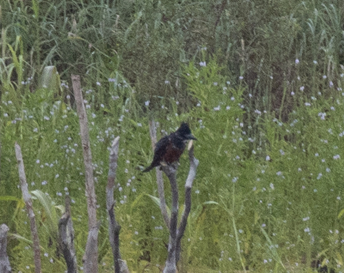 iNaturalist image