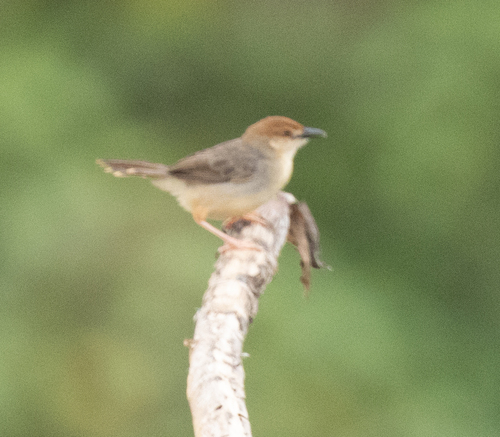 Chattering Cisticola (Cisticola anonymus), photo 4