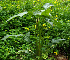 Arum hygrophilum