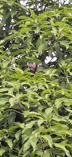 Red Collared-Dove