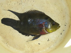 Amphilophus trimaculatus