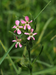 Silene gallica