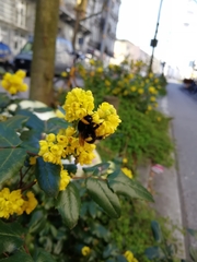 Bombus