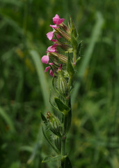 Silene gallica