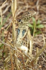 Sceloporus scalaris