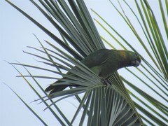 Amazona auropalliata