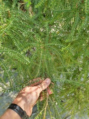 Sophora longicarinata