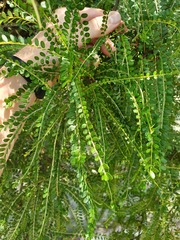 Sophora longicarinata