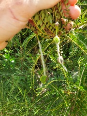 Sophora longicarinata