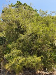 Sophora longicarinata