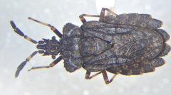 Aradus quadrilineatus