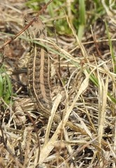 Sceloporus scalaris