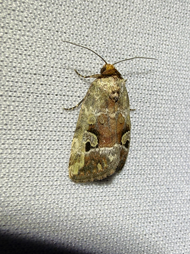 Pale-winged Midget photo 5