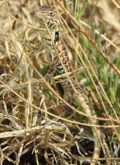 Sceloporus scalaris
