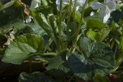 Viola alba