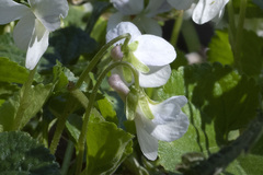 Viola alba