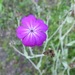 Rose Campion - Photo (c) Jim Brighton, some rights reserved (CC BY-NC), uploaded by Jim Brighton