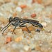 Lasiopogon schizopygus - Photo (c) Giff Beaton,  זכויות יוצרים חלקיות (CC BY-NC), הועלה על ידי Giff Beaton