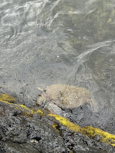 Chelonia mydas observed 2026-05-15