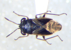 Geocoris uliginosus