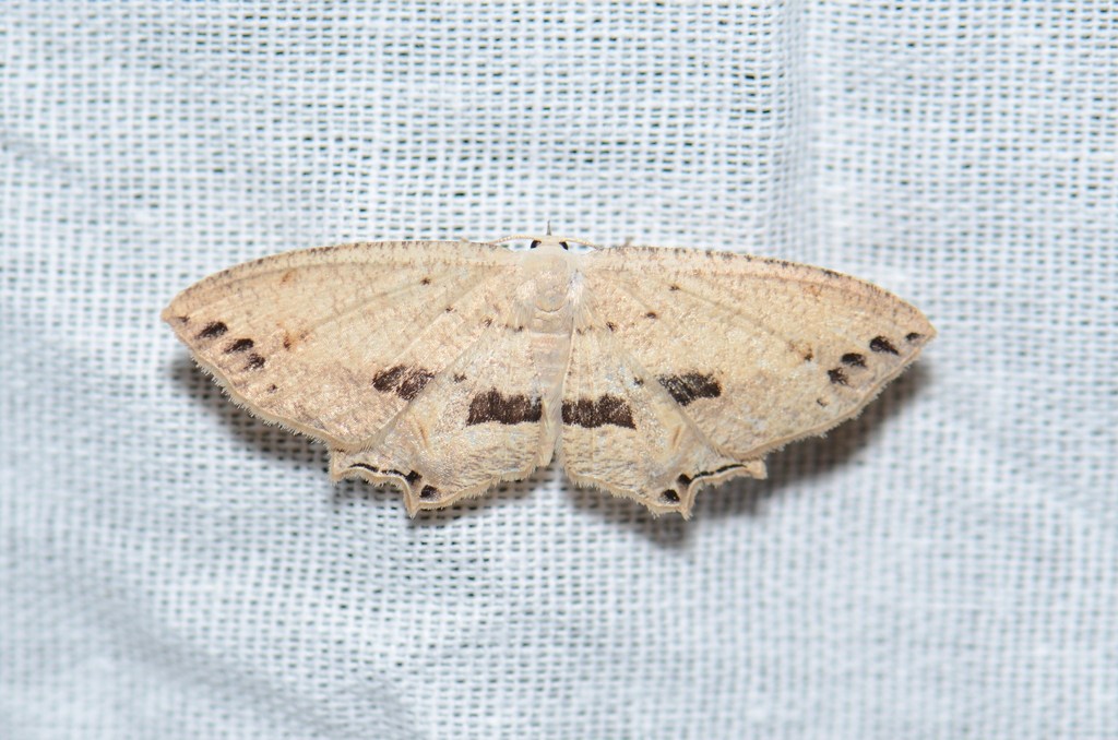 Dysaethria punctata