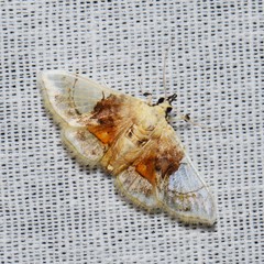 Noctuelia