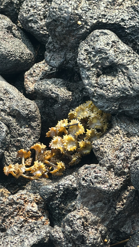Turbinaria ornata observed 2026-05-15