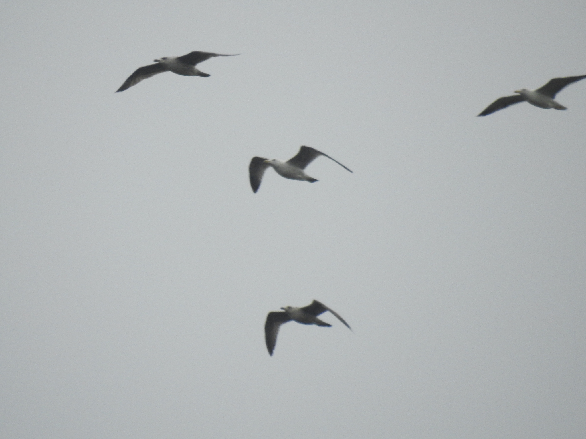 European Herring Gull
