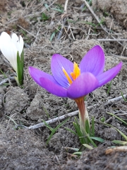 Crocus versicolor