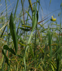 Lathyrus annuus