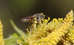 Andrena ventralis