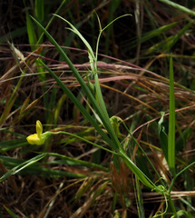 Lathyrus annuus
