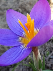 Crocus versicolor