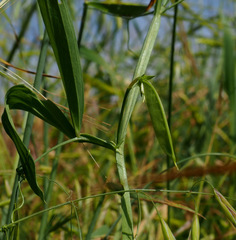 Lathyrus annuus