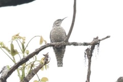 Salpornis salvadori emini