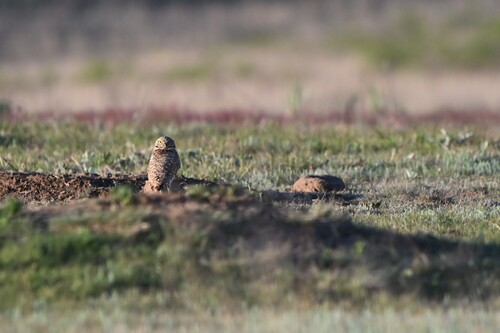Burrowing Owl
