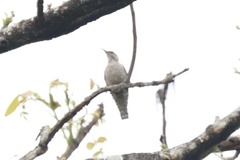 Salpornis salvadori emini