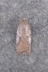 Acleris stadiana