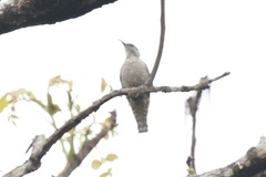 Salpornis salvadori emini