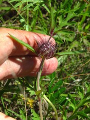 Monarda clinopodioides, photograph (c) Annika Lindqvist, some rights reserved (CC BY)