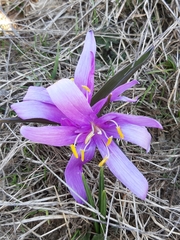 Colchicum bulbocodium
