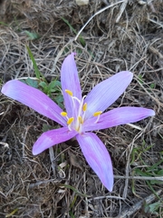 Colchicum bulbocodium