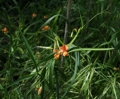 Lathyrus hierosolymitanus