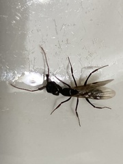 Odontomachus bauri