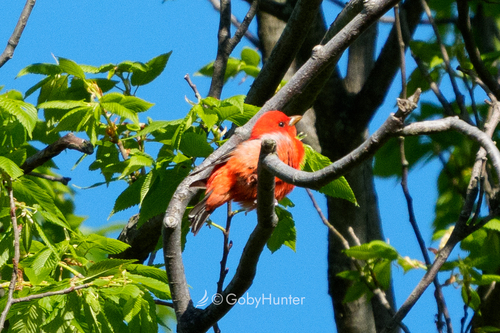 Scarlet Tanager