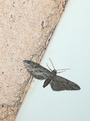 Eupithecia oxycedrata