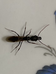 Odontomachus bauri
